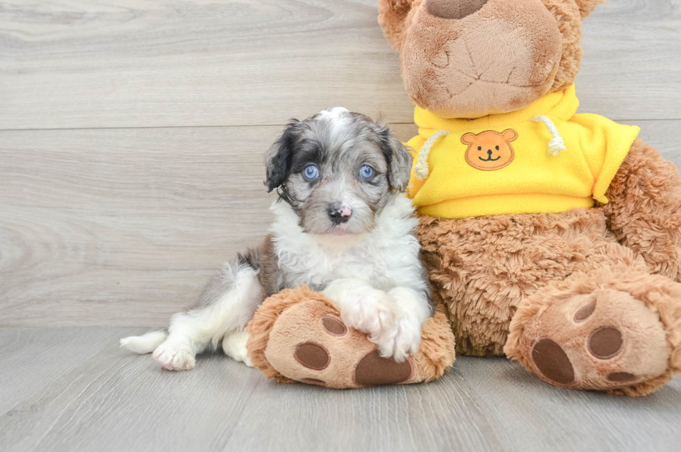 7 week old Mini Aussiedoodle Puppy For Sale - Premier Pups