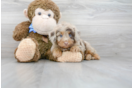 Meet Austin - our Mini Aussiedoodle Puppy Photo 1/3 - Premier Pups