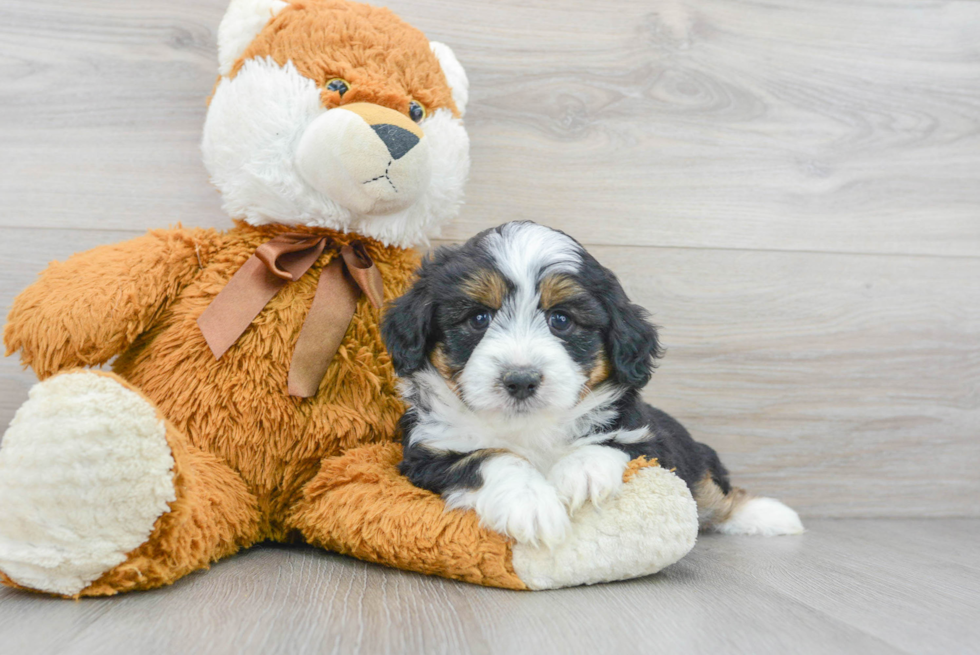 Playful Aussiepoo Poodle Mix Puppy