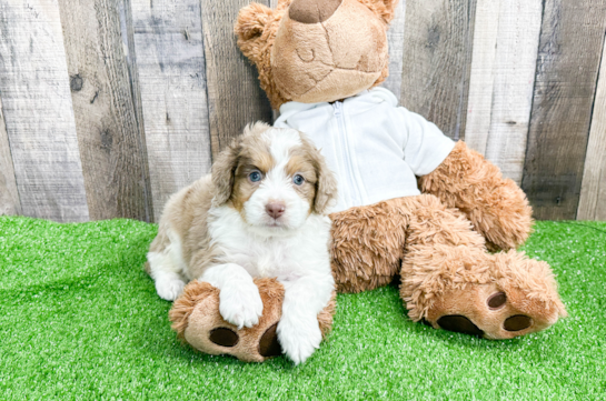 Adorable Aussiepoo Poodle Mix Puppy