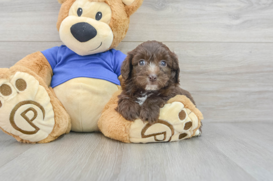 Fluffy Mini Aussiedoodle Poodle Mix Pup