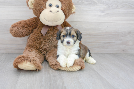 Best Mini Aussiedoodle Baby