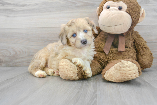 Energetic Aussiepoo Poodle Mix Puppy