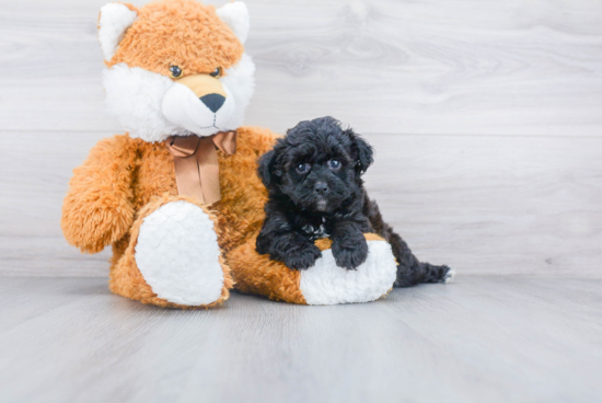 Friendly Mini Aussiedoodle Baby