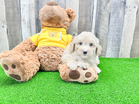 Smart Mini Aussiedoodle Poodle Mix Pup