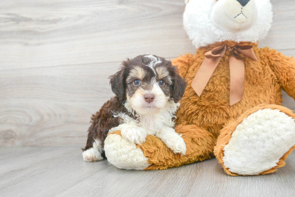 Meet Cosmos - our Mini Aussiedoodle Puppy Photo 1/3 - Premier Pups