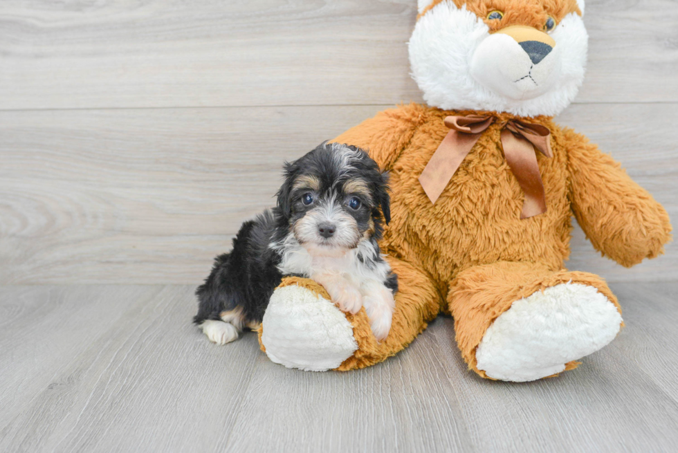 Best Mini Aussiedoodle Baby