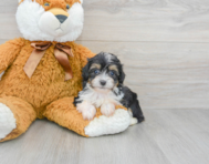 8 week old Mini Aussiedoodle Puppy For Sale - Premier Pups