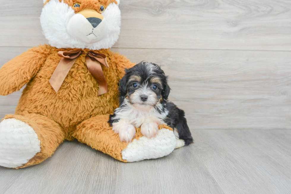 Popular Mini Aussiedoodle Poodle Mix Pup