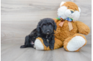 Meet Crash - our Mini Aussiedoodle Puppy Photo 2/3 - Premier Pups