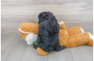Meet Crash - our Mini Aussiedoodle Puppy Photo 3/3 - Premier Pups
