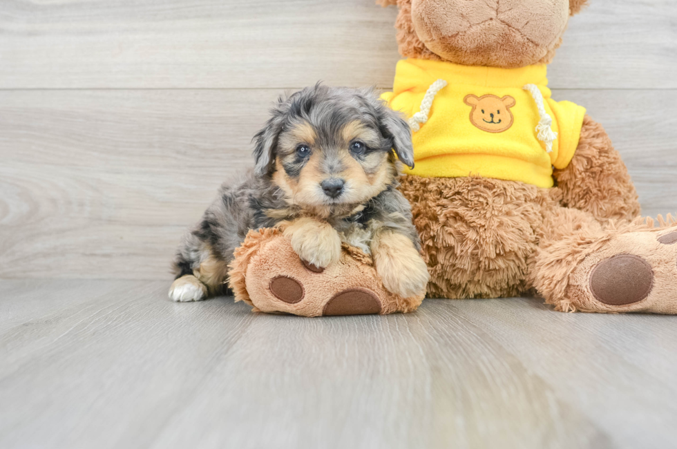 5 week old Mini Aussiedoodle Puppy For Sale - Premier Pups