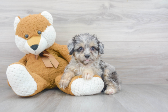 Best Mini Aussiedoodle Baby