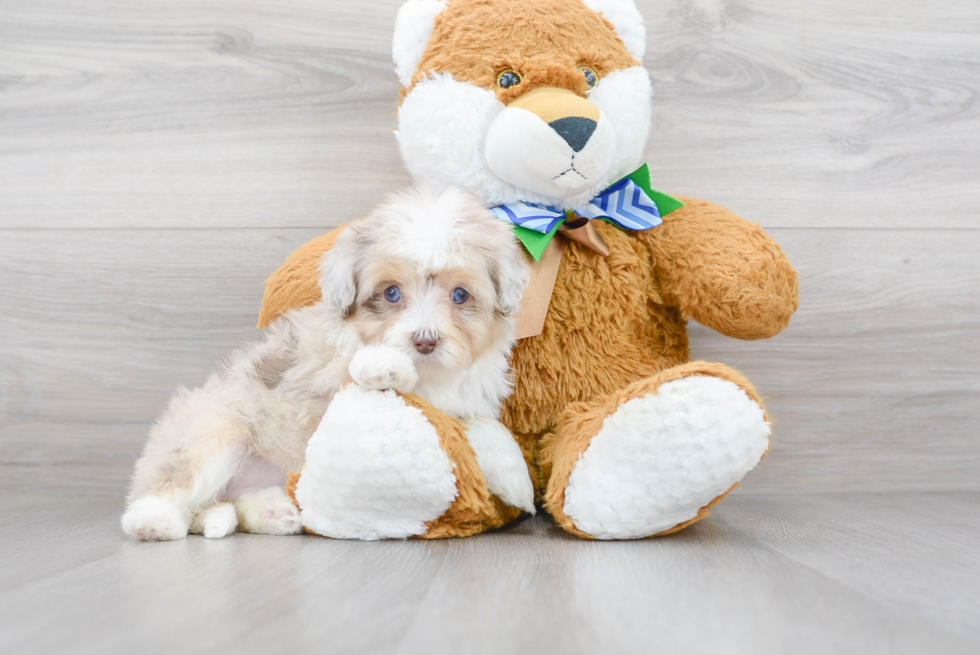 Mini Aussiedoodle Pup Being Cute