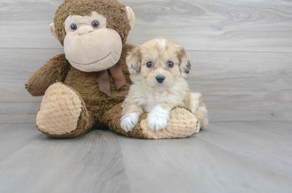 6 week old Mini Aussiedoodle Puppy For Sale - Premier Pups