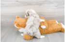 Meet Cuddles - our Mini Aussiedoodle Puppy Photo 3/3 - Premier Pups