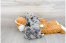 Meet Cuddles - our Mini Aussiedoodle Puppy Photo 3/3 - Premier Pups
