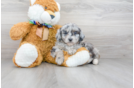 Meet Cuddles - our Mini Aussiedoodle Puppy Photo 1/3 - Premier Pups