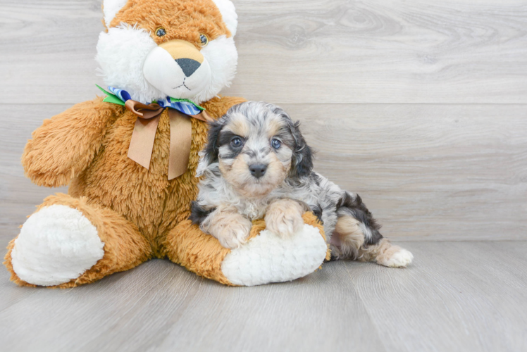 Meet Cuddles - our Mini Aussiedoodle Puppy Photo 1/3 - Premier Pups