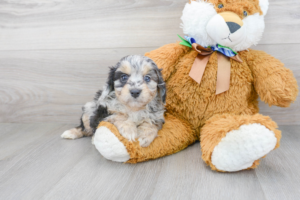 Meet Cuddles - our Mini Aussiedoodle Puppy Photo 2/3 - Premier Pups