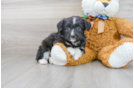Meet Cutie - our Mini Aussiedoodle Puppy Photo 1/3 - Premier Pups