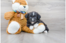 Meet Cutie - our Mini Aussiedoodle Puppy Photo 2/3 - Premier Pups
