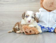 10 week old Mini Aussiedoodle Puppy For Sale - Premier Pups