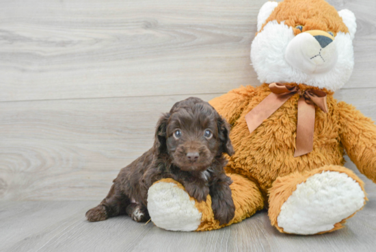 Mini Aussiedoodle Pup Being Cute