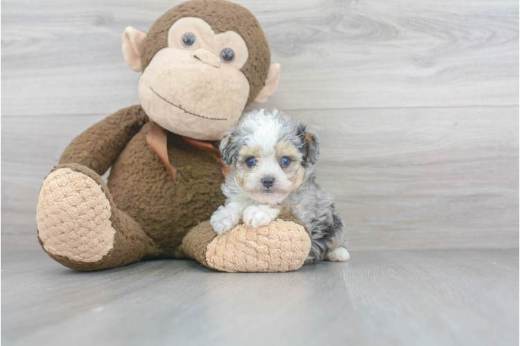 TOY AUSSIEDOODLE PUPPY