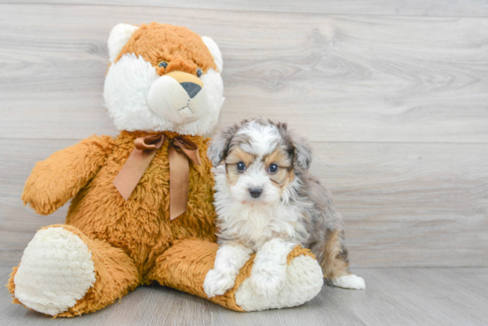 Small Mini Aussiedoodle Baby