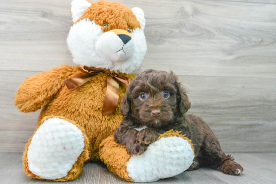 Playful Aussiepoo Poodle Mix Puppy