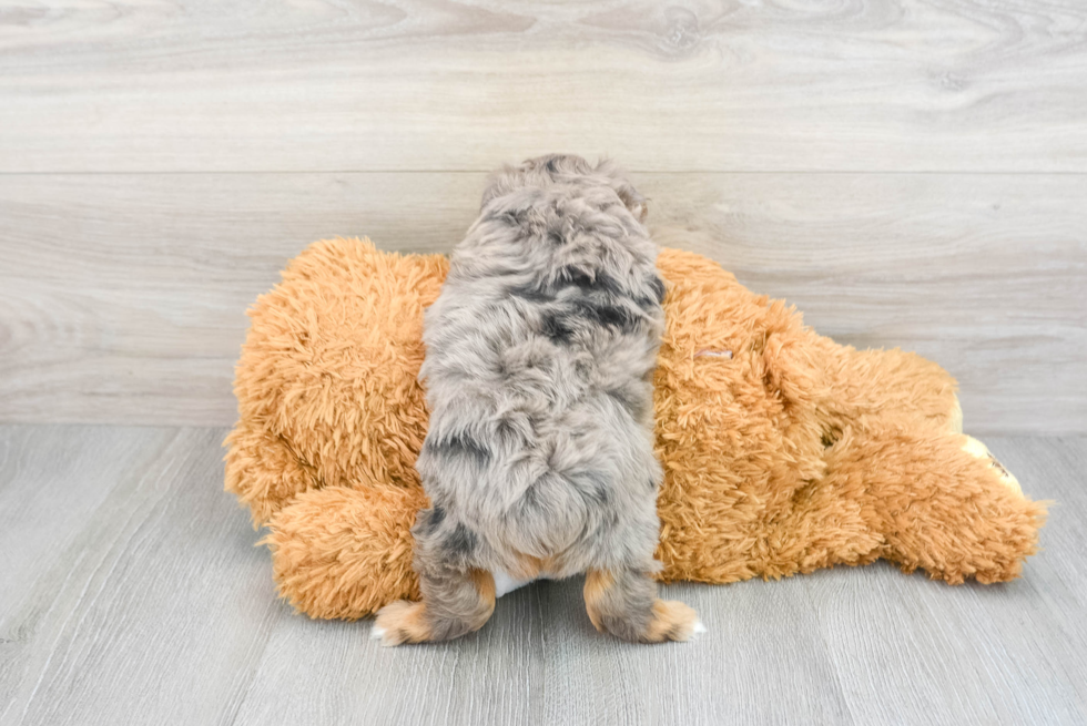 Petite Mini Aussiedoodle Deedee 2lb 10oz Doodle Puppy