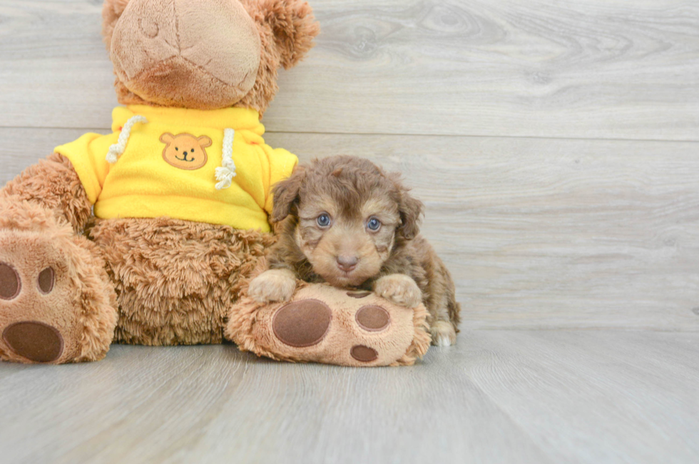 7 week old Mini Aussiedoodle Puppy For Sale - Premier Pups