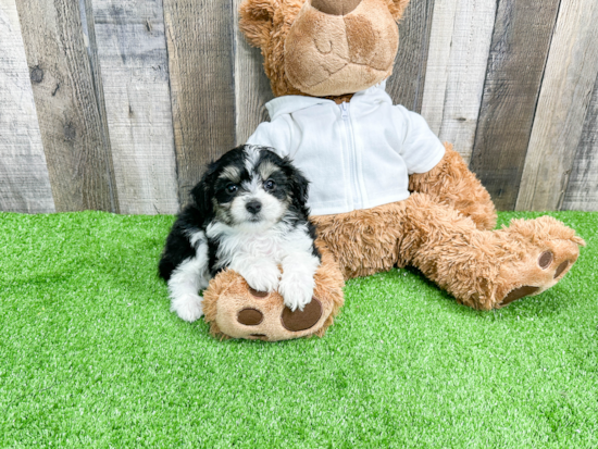 Mini Aussiedoodle Puppy for Adoption