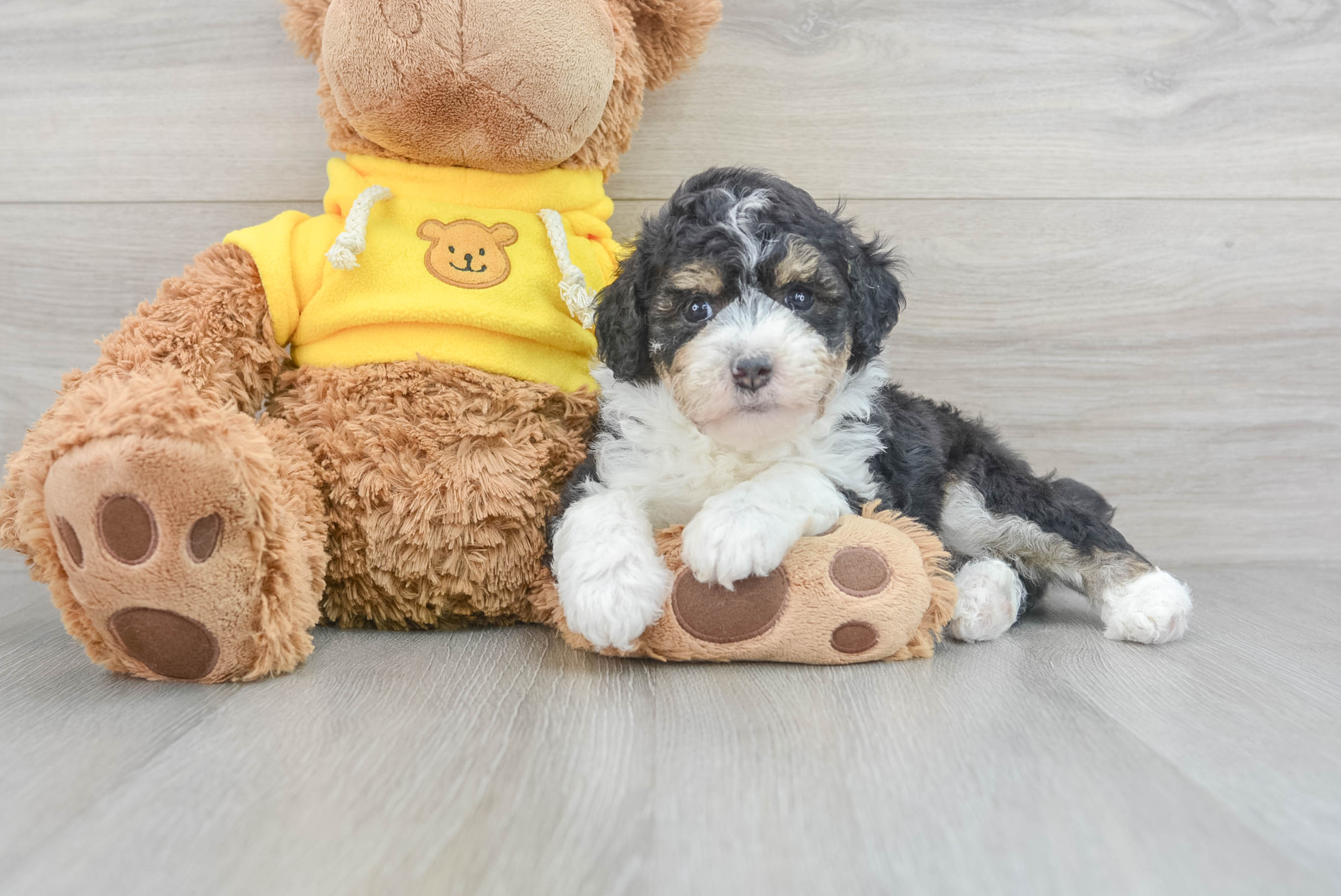 Playful Mini Aussiedoodle Hova: 6lb 12oz Doodle Puppy