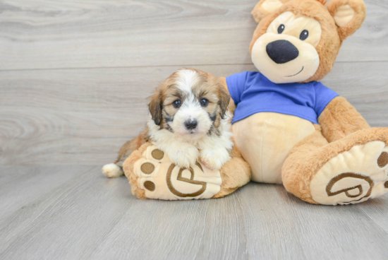 Mini Aussiedoodle Puppy for Adoption