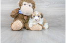 Meet Katie - our Mini Aussiedoodle Puppy Photo 2/3 - Premier Pups
