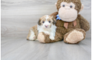 Meet Katie - our Mini Aussiedoodle Puppy Photo 1/3 - Premier Pups