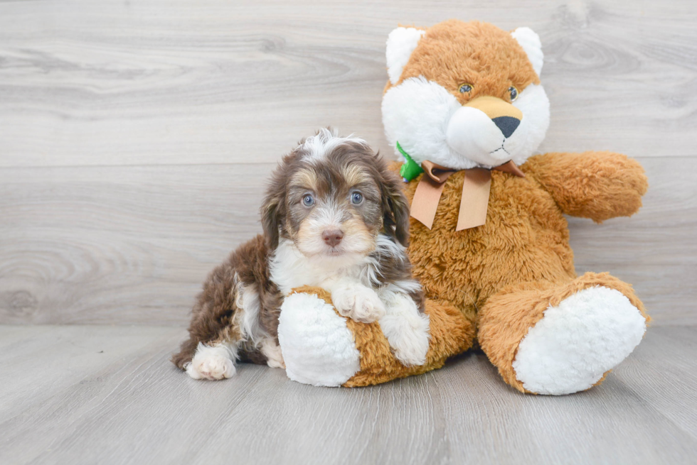 Meet Katie - our Mini Aussiedoodle Puppy Photo 1/3 - Premier Pups