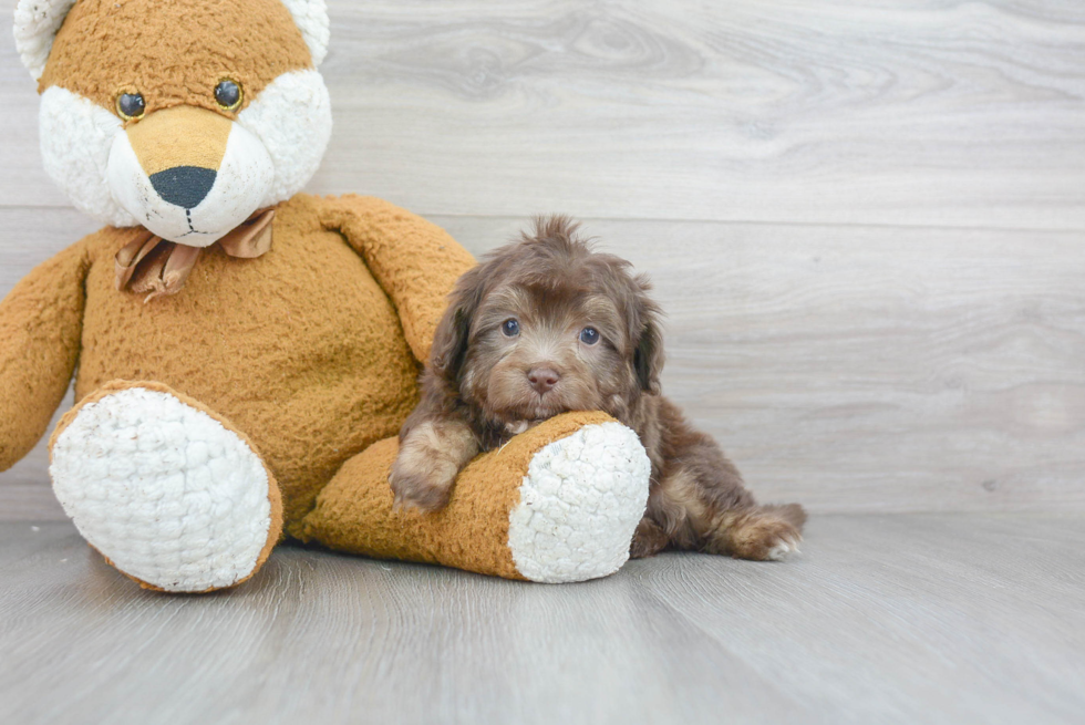 Meet Kelty - our Mini Aussiedoodle Puppy Photo 2/3 - Premier Pups