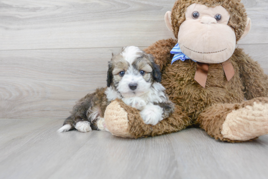 Mini Aussiedoodle Pup Being Cute