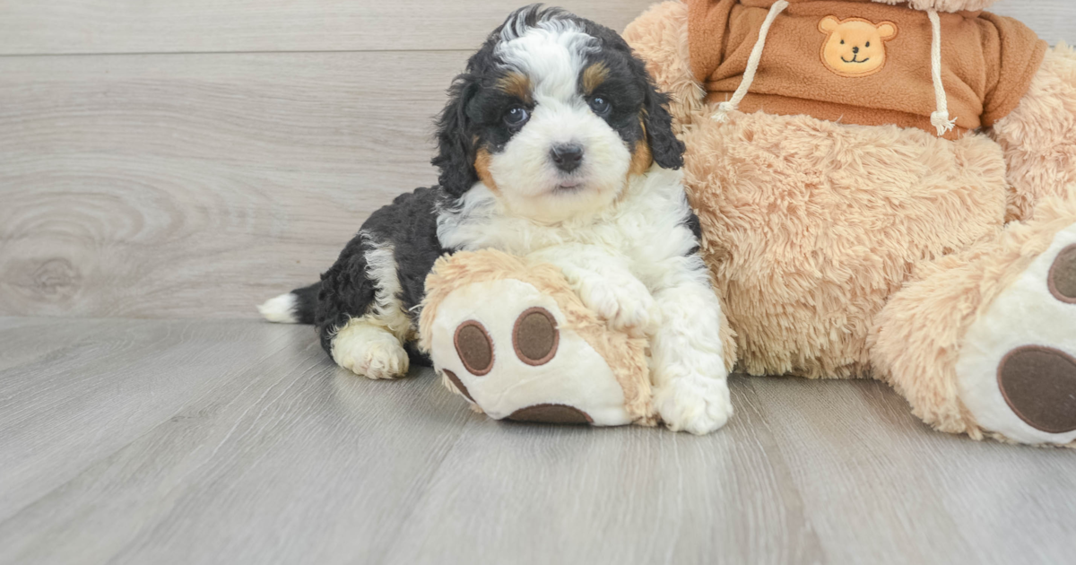 Cute Mini Aussiedoodle Kit Kat: 5lb 14oz Doodle Puppy