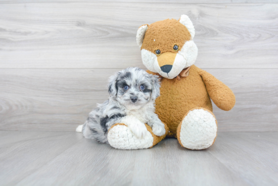 Best Mini Aussiedoodle Baby