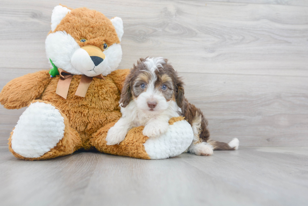 Meet Kova - our Mini Aussiedoodle Puppy Photo 2/3 - Premier Pups