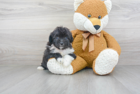 Mini Aussiedoodle Pup Being Cute