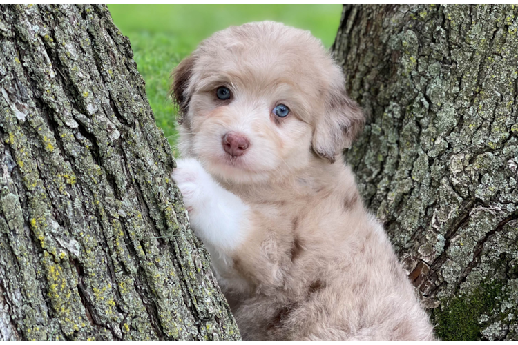 MINI AUSSIEDOODLE PUPPY