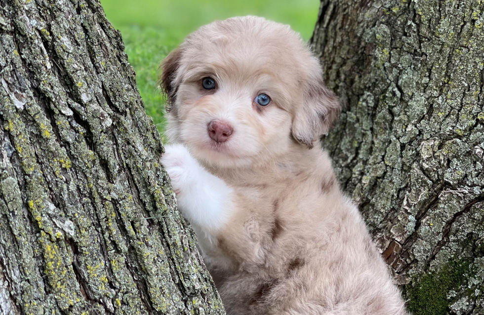 Cute Mini Aussiedoodle Baby