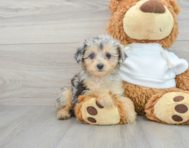 8 week old Mini Aussiedoodle Puppy For Sale - Premier Pups