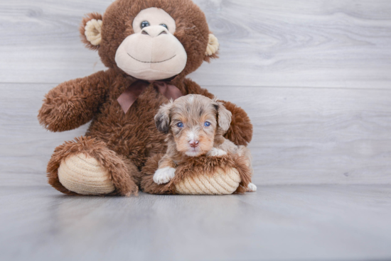 Energetic Aussiepoo Poodle Mix Puppy