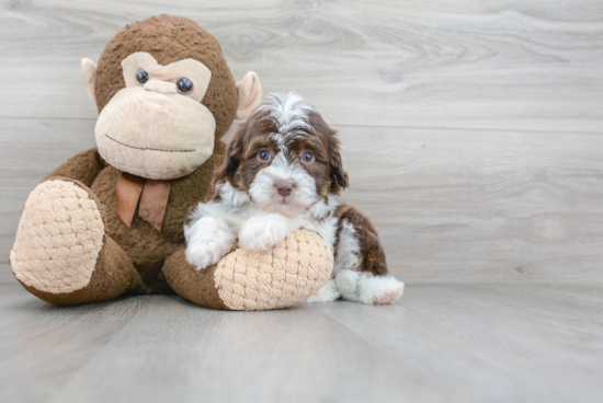 Cute Mini Aussiedoodle Baby